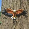 1pcs Eagle Wall Sculpture Resin Animal Hanging Ornament Eagle for Garden Home Decor Craft Gifts Figurines Small Eagle Flying