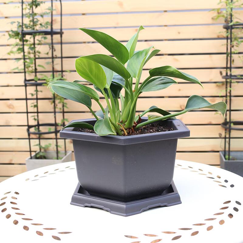 Lilang Imitation Zisha Hexagonal Plastic Flower Pots