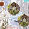 Gesichtsfarbe Keramik Weiß mit Loch und Kaktus Rund Mini Living Garden Set 2-teilig Ohne Topf, Keramik, Untertasse, Pflanzgefäß, Topf, (Größe 16165.5 CM), Bonsai,