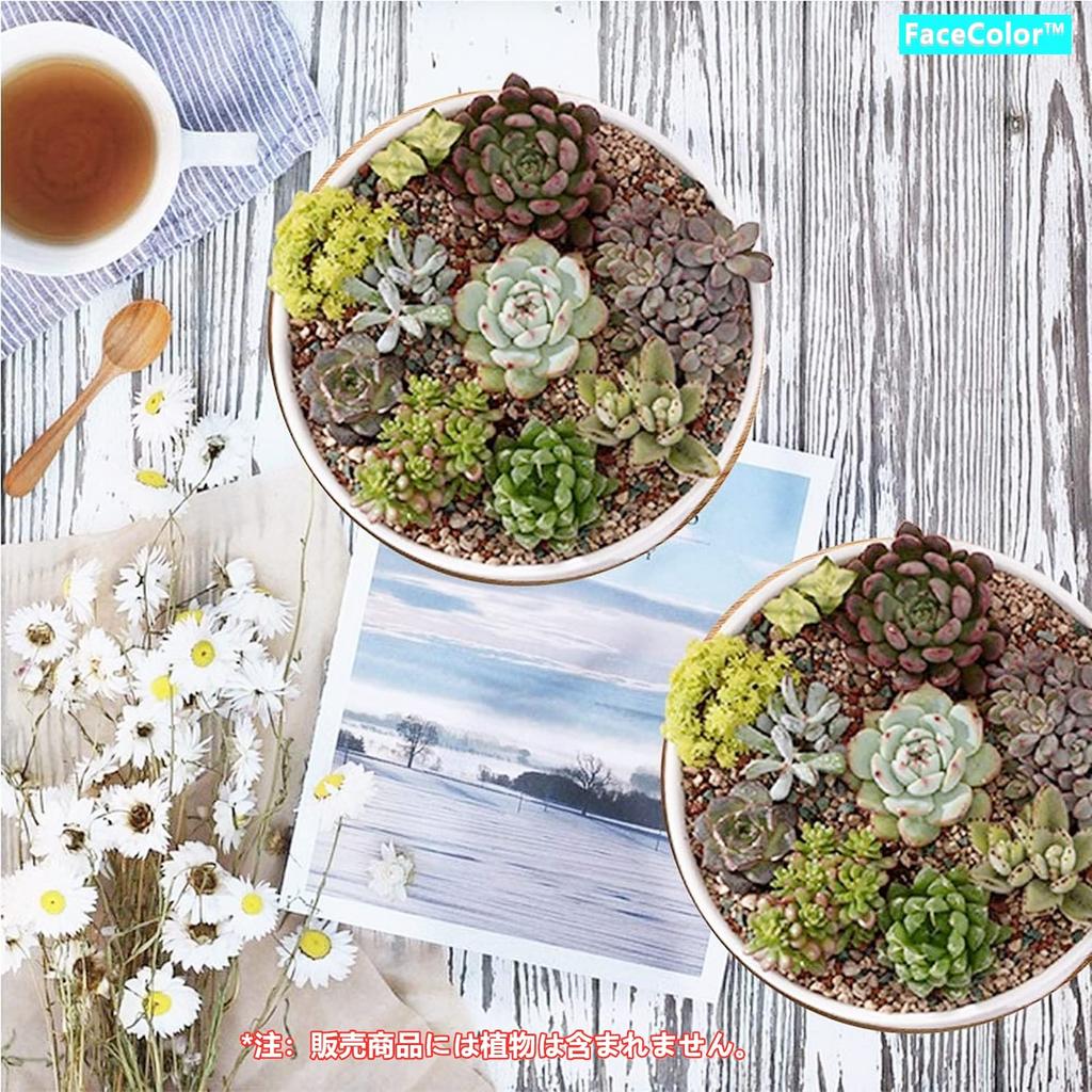 Gesichtsfarbe Keramik Weiß mit Loch und Kaktus Rund Mini Living Garden Set 2-teilig Ohne Topf, Keramik, Untertasse, Pflanzgefäß, Topf, (Größe 16165.5 CM), Bonsai,