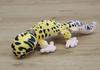 Take Off Keychain Leopard Gecko