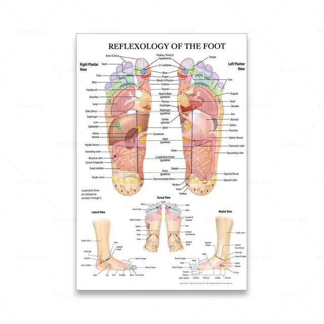 Scandinavian Simple Wall Art Acupuncture Points Diagram Anatomy Foot Reflexology Poster Print Home Bedroom Living Room Decor No Frame