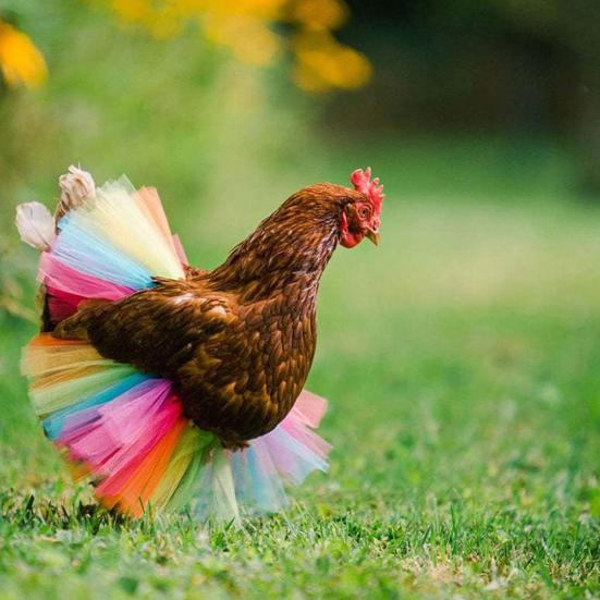 Chicken Tutu Skirt Rainbow Pet Skirt Gauze Tutu Skirt with Ribbon Ties for Your Hens Ducks Geese Small Dogs Holiday Outfit