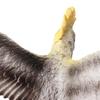 12Pcs Realistic Animal Model Solid Flying Bird Toy Miniature Figures Mini Birds Collection