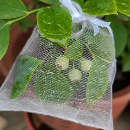 Fruit Protection Bags Drawstring Closure Mesh Fruit Bag Reusable Fine Mesh Covers for Tomatoes Strawberries Vegetables Protection from Insects Birds