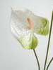 3 STÜCKE Real Touch Anthurium PU Blumen Herzform Design Kunstblumen für Zuhause Hochzeit Blumengestecke