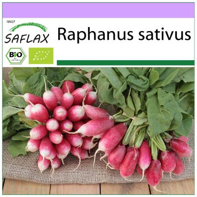 Ekologiczne - Rzodkiew - Śniadanie Francuskie - 150 nasion - Raphanus sativus