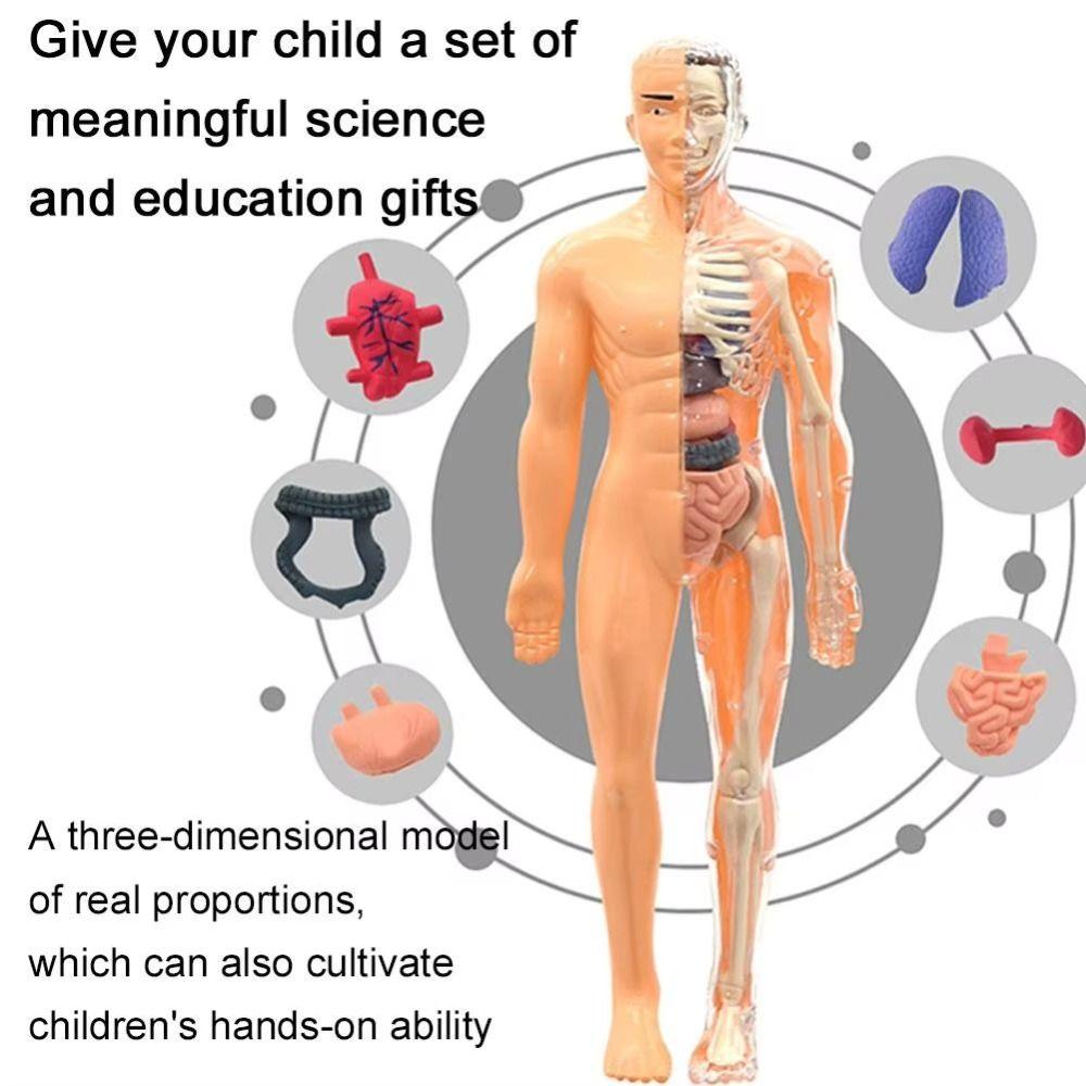 Transparent 3d Human Torso Model Plastics Kid Skeleton Model Birthday Kids Gift