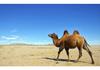 Desert Sand Camel Print Beach Towel Soft Quick Dry Bath Towel Sport Travel Camping Swim Pool Towels Microfiber Bikini Cover Up