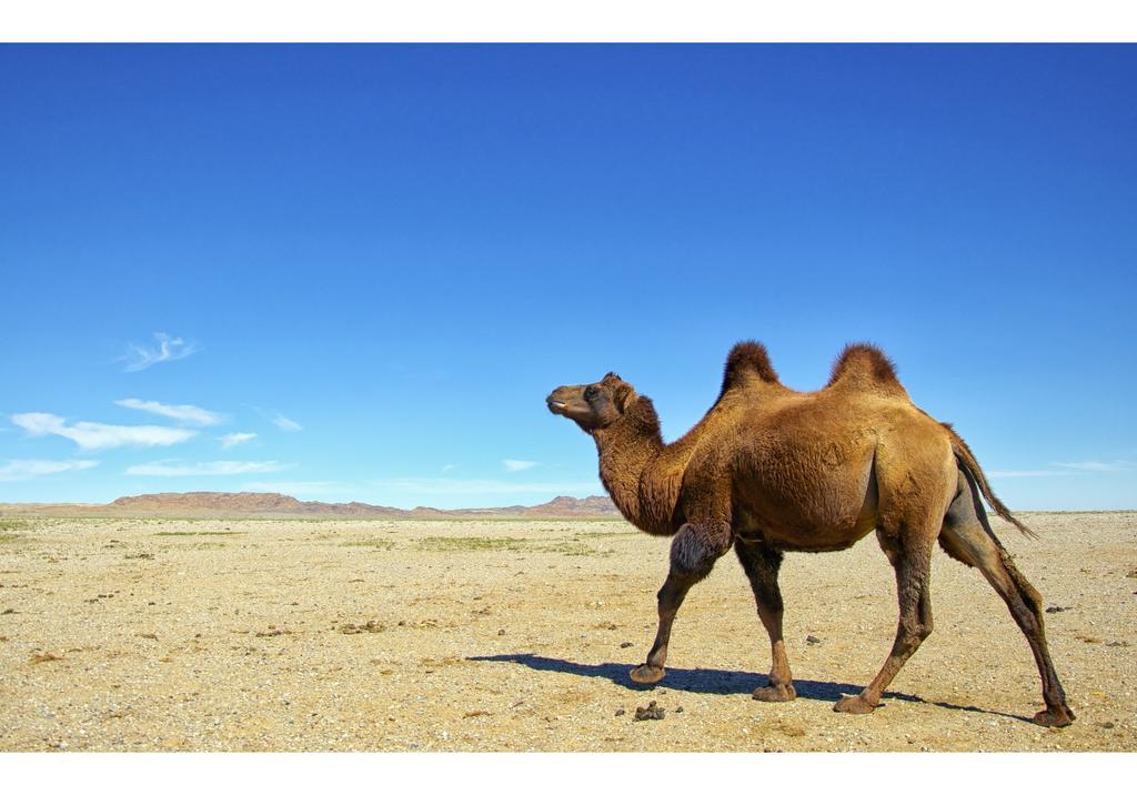 Desert Sand Camel Print Beach Towel Soft Quick Dry Bath Towel Sport Travel Camping Swim Pool Towels Microfiber Bikini Cover Up