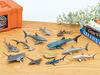 Carolata 3D Illustrated Guide to Sharks (12 Figures / Includes Instruction Manual and Stand) Realistic Toy (Educational Toy) Birthday Gift (Food Sanit
