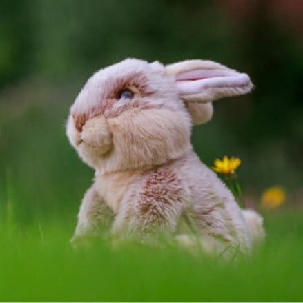 Rabbit Plush Toy, Animal Plush Toy, Rabbit Plush Toy, Imported Plush Toy, Tobar Animigos