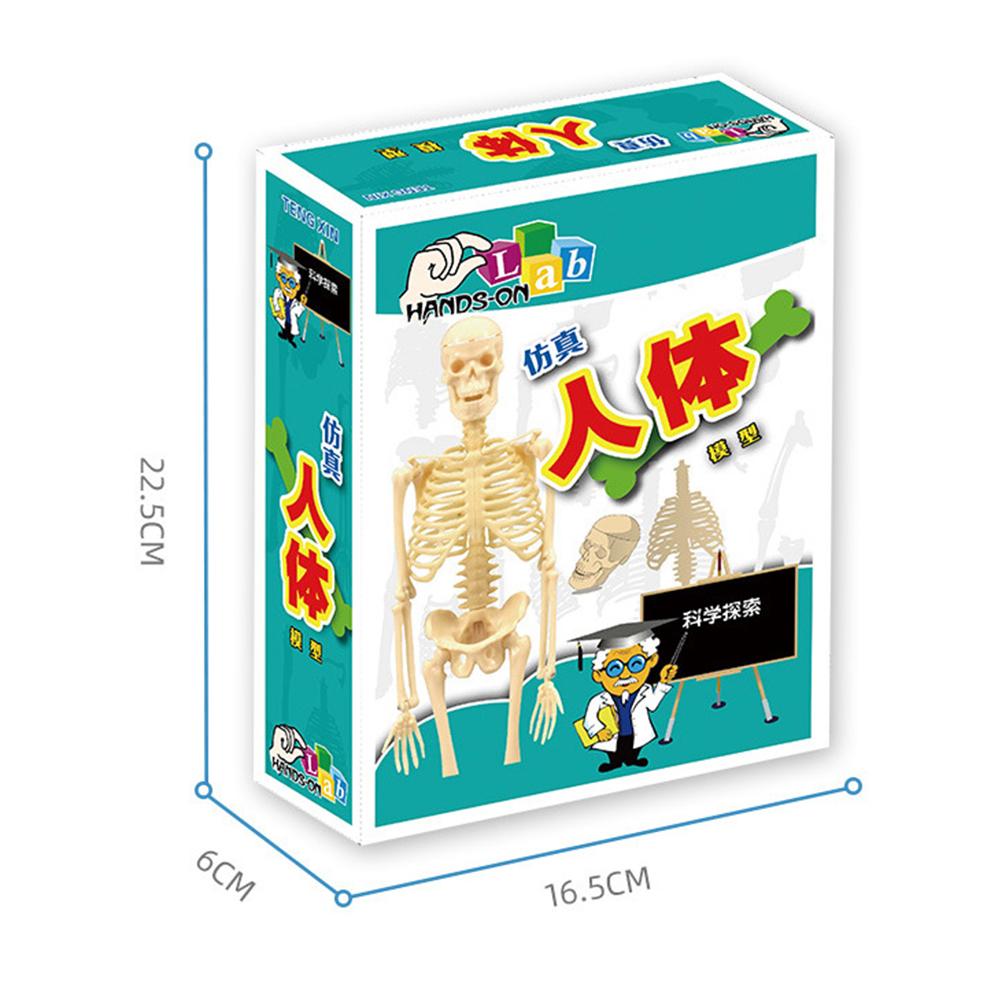 35CM DIY Human Skeleton Educational Model Human Anatomical Anatomy Skeleton Model Medical Science
