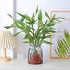 Hydroponic Golden Edge Lily: Indoor Bamboo Plant, Easy-Care, Shade-Tolerant Greenery