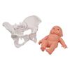 Human Female Pelvis Model with Baby Female Pelvic Skeleton Model Midwifery Teaching Aid for Science Education