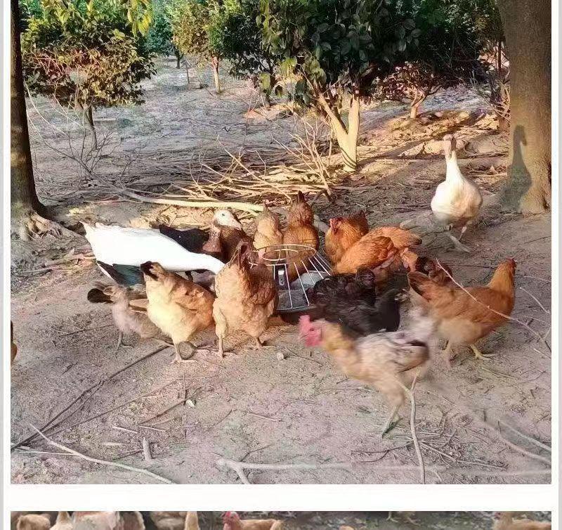 Automatic Free-Range Poultry Feeder: Chicken, Duck, Goose Trough Basin