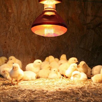 250w Infrarot Wärme Lampe Wasserdichte Anti-Explosion Verdickt Glühbirnen für Ferkel Huhn Ente Vögel WWO66