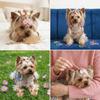 No Hurt High Elastic Pet Hair Bands Anti-Oxidant Colorful Cat Grooming Elastics Soft Thin Dog Braiding Ties Long Haired Pets