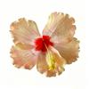 Floare Artificială Floare de Hibiscus Agrafă de Păr Nu Rănește Părul Stil Bohemia Accesorii de Păr Fotografie Plajă Călătorie Agrafă Laterală pentru Nuntă