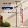 Children's Educational Human Anatomy Model - Skeleton & Organ Structure Toy for Medical Teaching