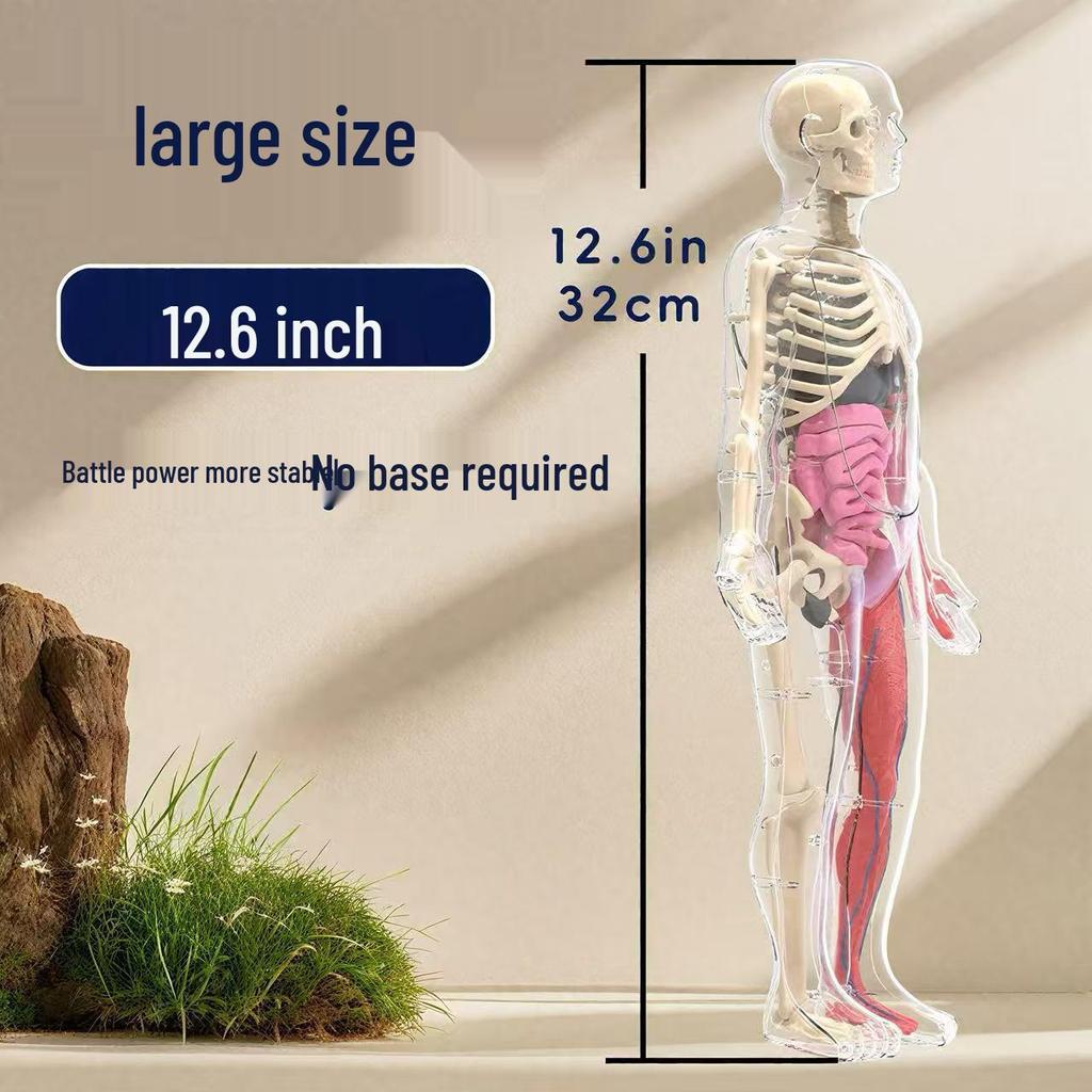 Children's Educational Human Anatomy Model - Skeleton & Organ Structure Toy for Medical Teaching
