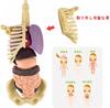 YoXinKau Human Anatomy Model Toy for Kids: Human Anatomy Model with Removable Organs, Anatomy Model Set, Educational Toy for Kids, Assembly and Disass