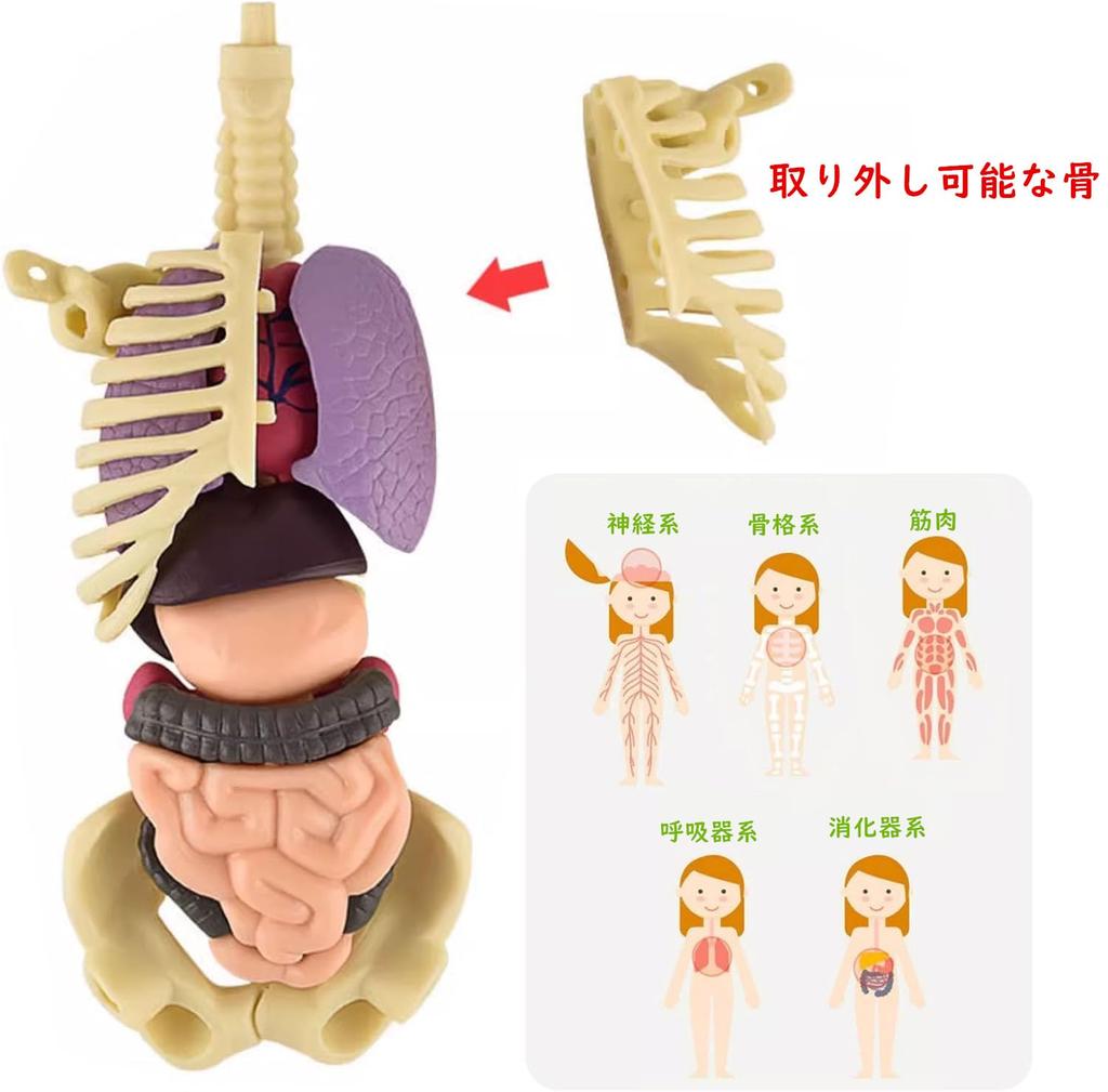 YoXinKau Human Anatomy Model Toy for Kids: Human Anatomy Model with Removable Organs, Anatomy Model Set, Educational Toy for Kids, Assembly and Disass