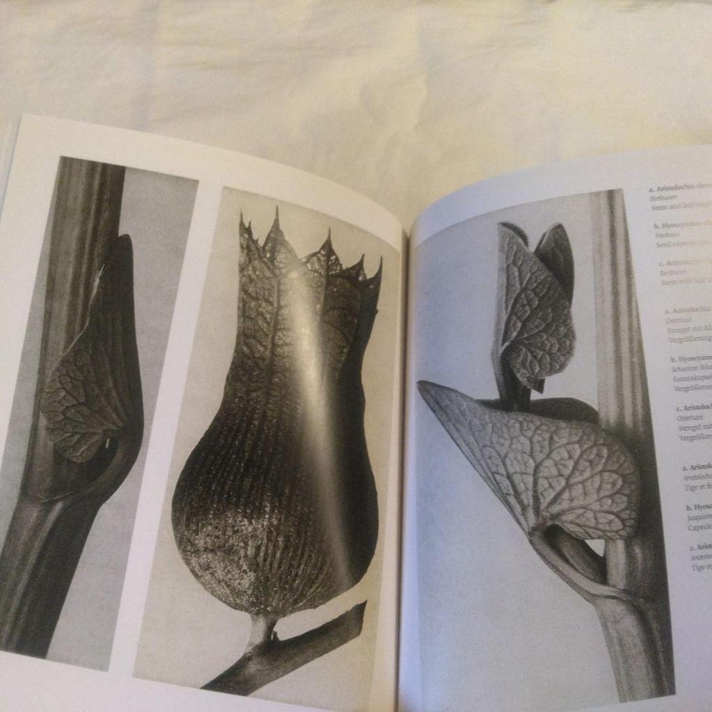 [USED] Karl Blossfeldt:Photographs1865-1932