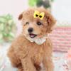 25Pcs Pet Multicolor Hair Bowknot Bows Grooming Accessories for Cat Medium Small Dog
