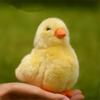 Animal Simulation Chick Doll Lifelike Duck Doll Little Chick Duck Plush Toy Yellow Duck Plush Toy