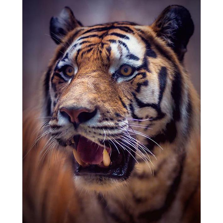 

5D алмазная живопись полный круглый дрель вышивка крестиком Алмазная вышивка горный хрусталь мозаика подарок украшение дома картина 15x20CM