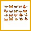 1SET/40PCS PET butterfly sticker DIY hand tent Goo card decorative material children's cartoon water cup sticker hand tent landscaping sticker