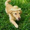 Woven Dog Cat Straw Hat Breathable Sun Protection Hat Pet Cap Bamboo Dragonfly Hat  Photo Prop