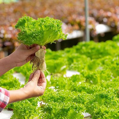 36/50 Stuks Huis Kas Tuin Benodigdheden Accessoires Gereedschap Planten Spons Steenwol Startpluggen Hydroponische Kweekmedia Blokken