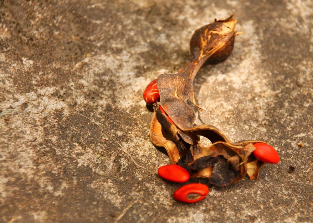 SAFLAX Cockspur Coral Tree - 6 Seeds - Erythrina Crista Galli