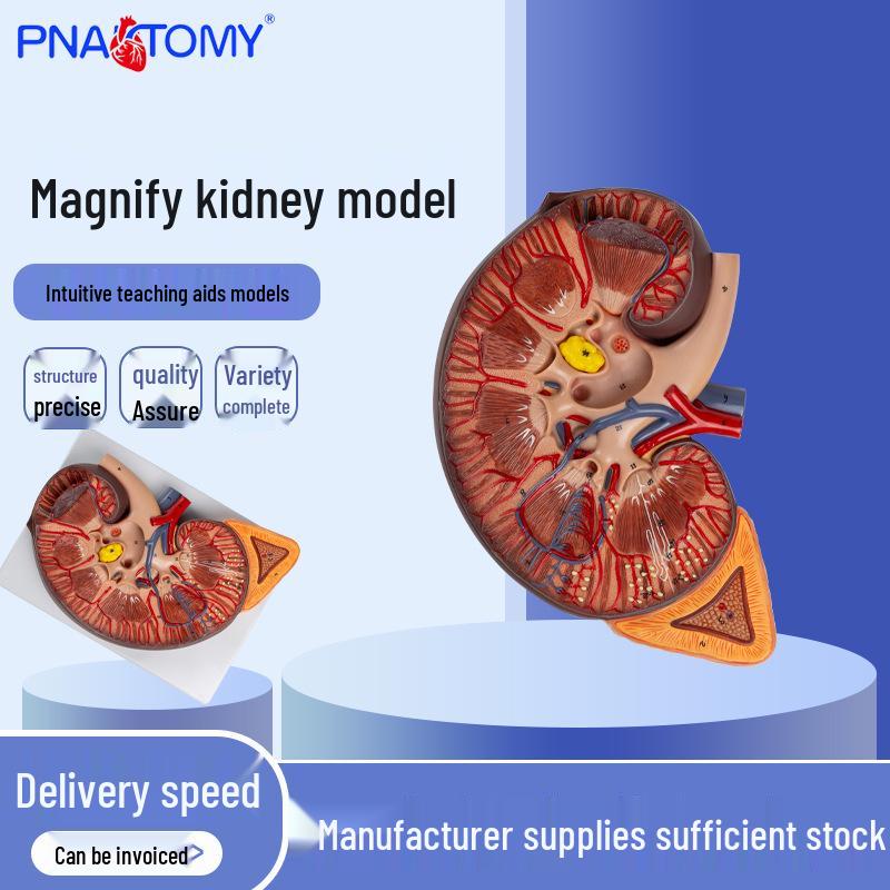 Enlarged Human Kidney & Adrenal Gland Anatomy Teaching Model 27x20x10 cm