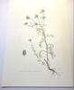[USED] Natural History Encyclopedia 1958 (Germany) Botanical illustrations, 6 pieces of botanical art