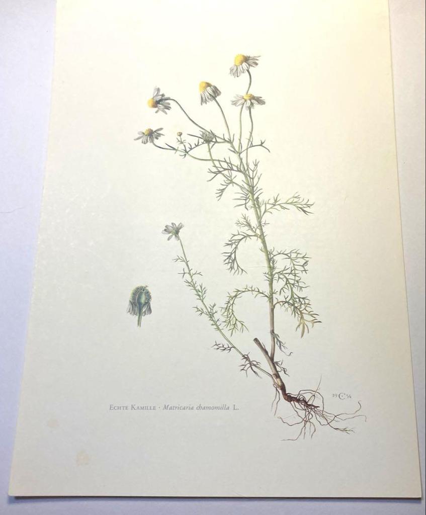 [USED] Natural History Encyclopedia 1958 (Germany) Botanical illustrations, 6 pieces of botanical art