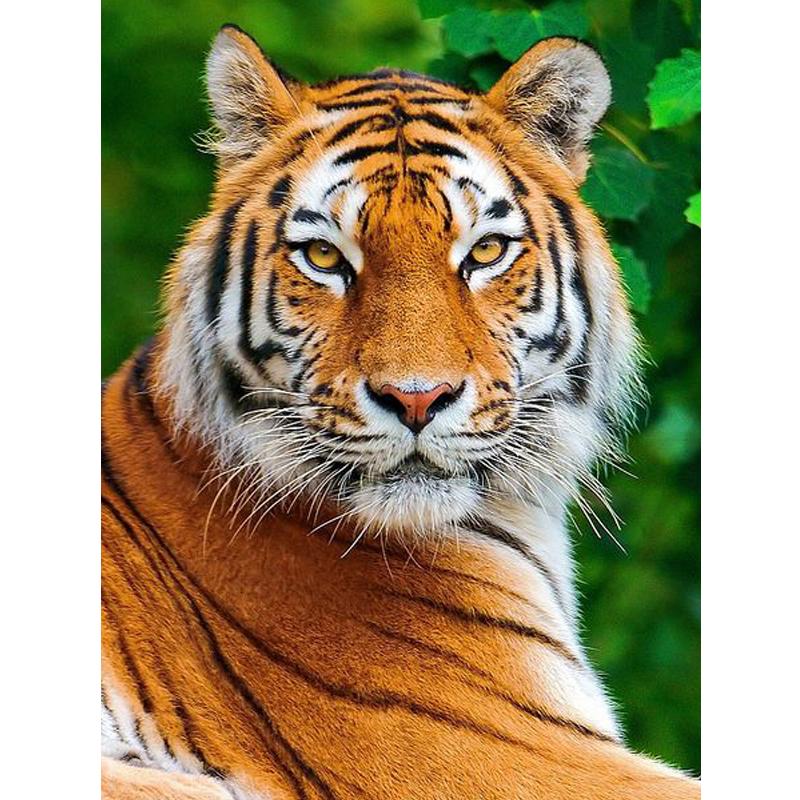 

Тигр Аниме Мультфильм Алмазная картина 5d Полный круглый 35x35CM Алмазная мозаика 50x40CM разноцветный