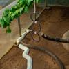 NEW Enrichment Toy Snake Climbing Rings Interactive Durable Reptile Pet Toys Easy to Clean Ball Python Enrichment Snake Cage