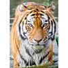 5D DIY Diamond Painting Animal Rhinestone Tiger Diamond Embroidery Wall Art Picture Mosaic Home Decoration Handmade Gift Kit