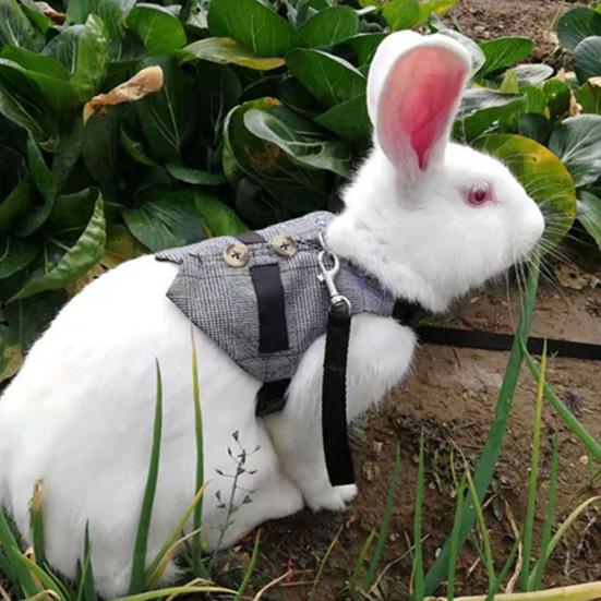 Rabbit Harness Gentleman Fabric Pet Vest Design Leashes Walking Safety Chest Strap
