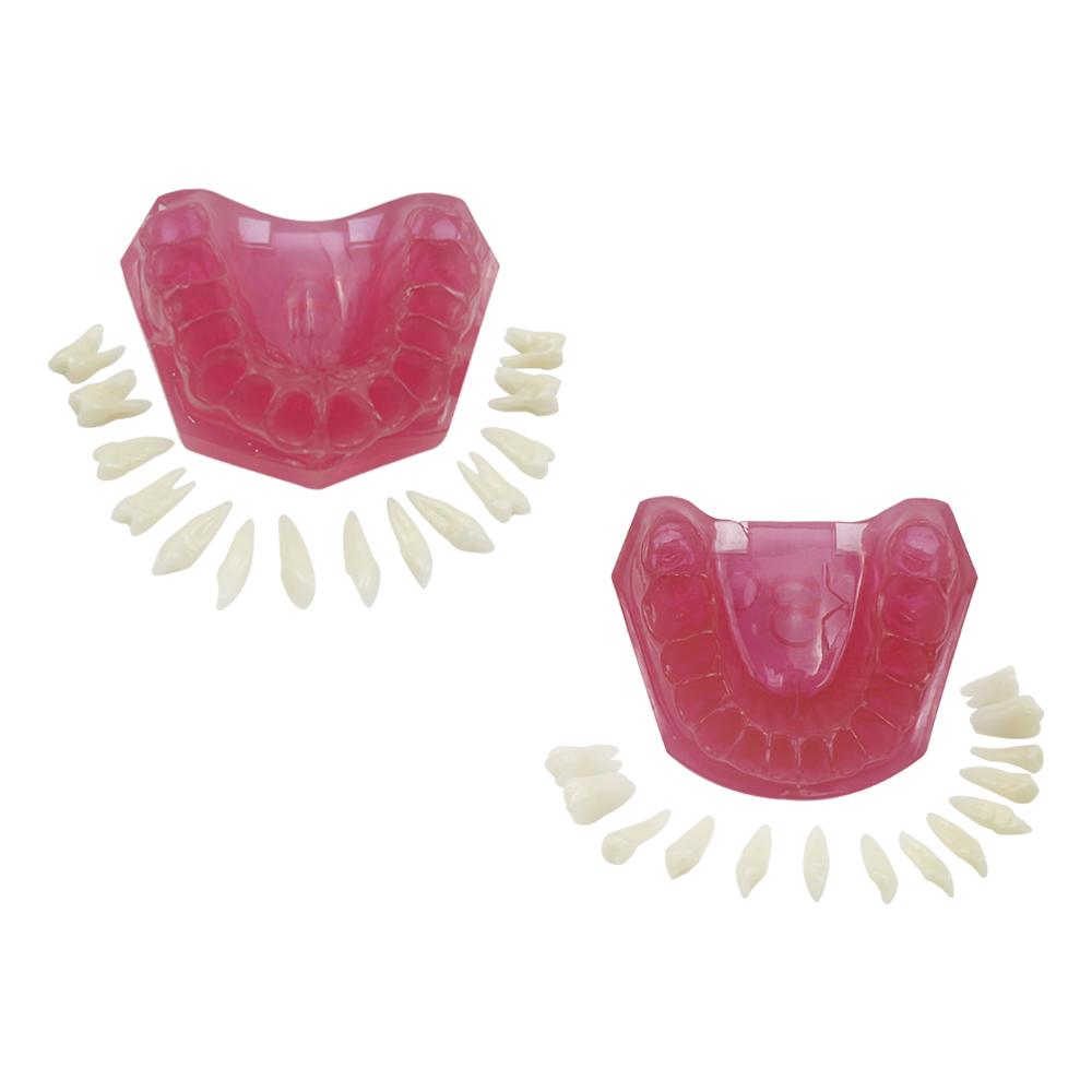 Modello Typodont Standard Dentale Con 28 Denti Rimovibili Gengiva Morbida Modello per Esercitazione Estrazione Dentale Per Educazione Paziente Demo Nuovo