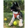 Szelki dla psa adventure dog truelove buldog s