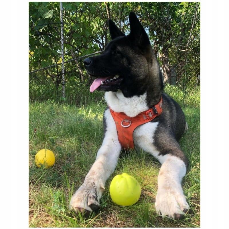 Szelki dla psa adventure dog truelove buldog s