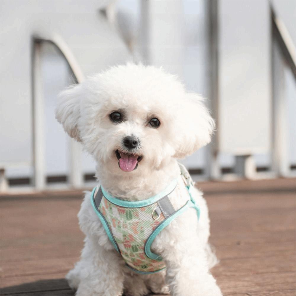 Reflective Pet Vest Style Harness Breathable Pet Chest Strap Dog Harness Leash Set  Chihuahua