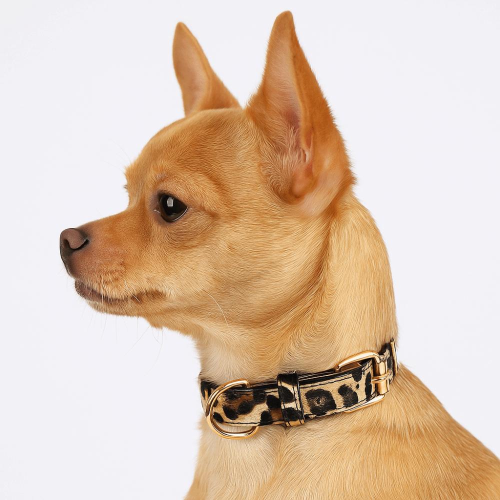 Pet Walking Dog Collar PU Leather Leopard Dog Collar Fashionable Pet Collar Small Medium Dogs