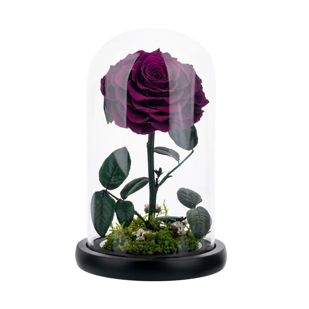 Unsterbliche Blume, die Rose des kleinen Prinzen, echte Blume getrocknete Blume, hochwertiges Fertigprodukt, Geschenk zum Geburtstag und Valentinstag für den Freund.