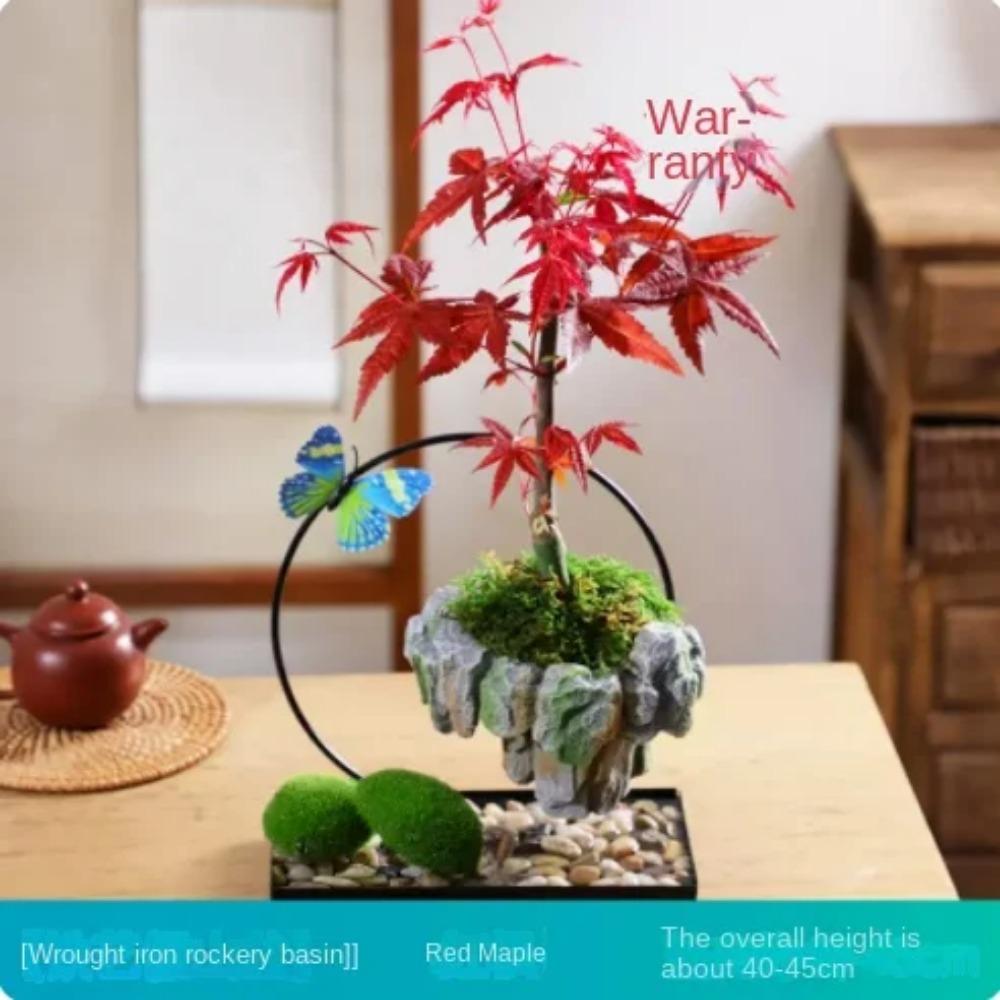 Facai Tree Nantianzhu Mizhu Bryophyte Green Plants Potted In the Living Room Office Small Leaf Rosewood Potted Landscape