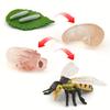 Simulation Animal Model Insect Growth Cycle Model Set, Suitable For Home Decoration, Desktop Ornaments, Children'S Cognition